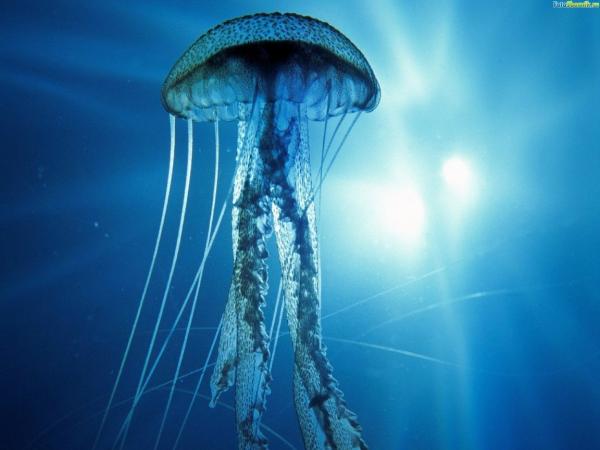 Удивительные факты о жителях океана