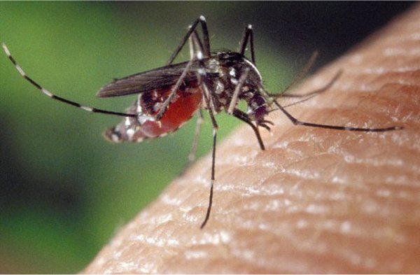 Интересные факты про комаров